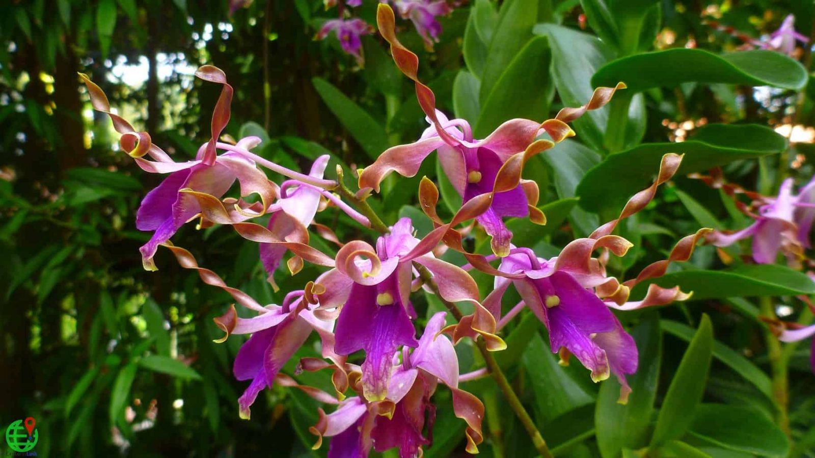 Curly Dendrobium Orchids Singapore - ExplorerLink